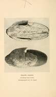 Image of Amanita vaginata (Bull.) Lam. 1783