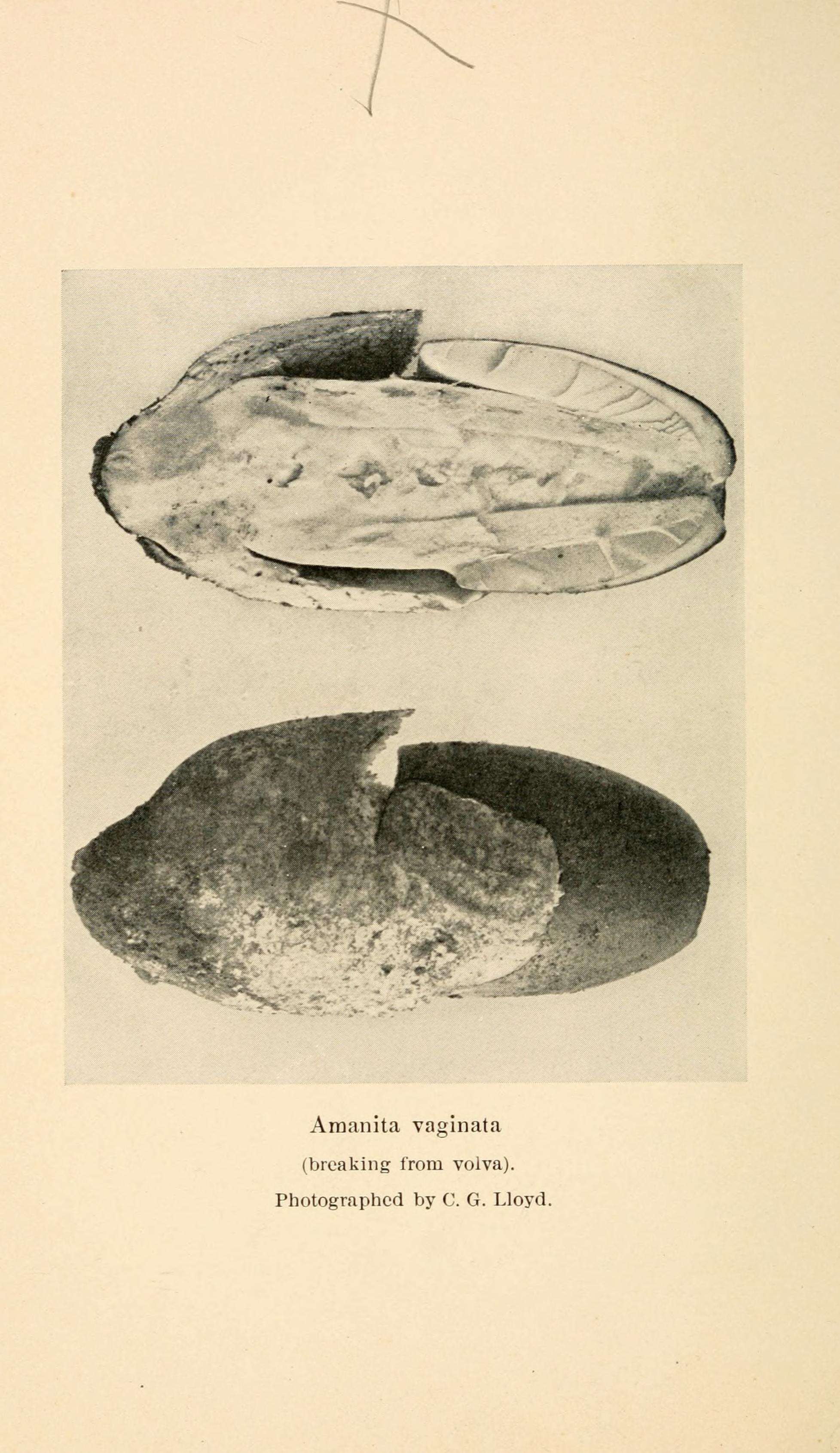 Image of Amanita vaginata (Bull.) Lam. 1783