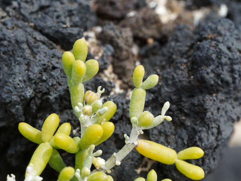 Image of Tetraena fontanesii (Webb & Berthel.) Beier & Thulin