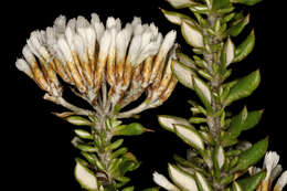 Image of Strandveld Blombush