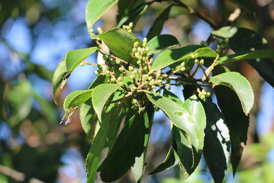 Image of Symplocos cochinchinensis (Lour.) Moore