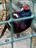 Image of Hume's Bar-tailed Pheasant