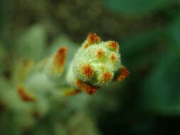 Image of Kalanchoe tomentosa Baker