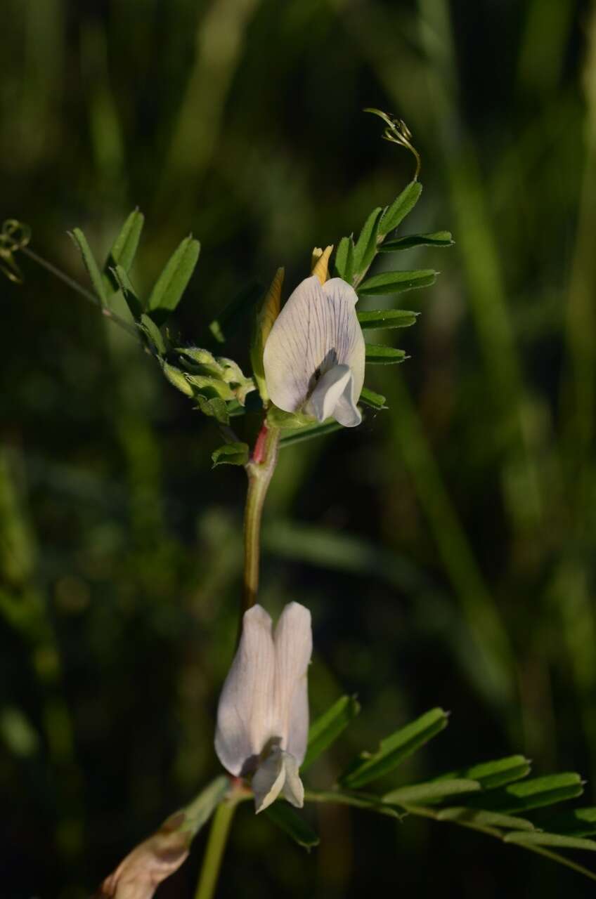 Слика од Vicia grandiflora Scop.