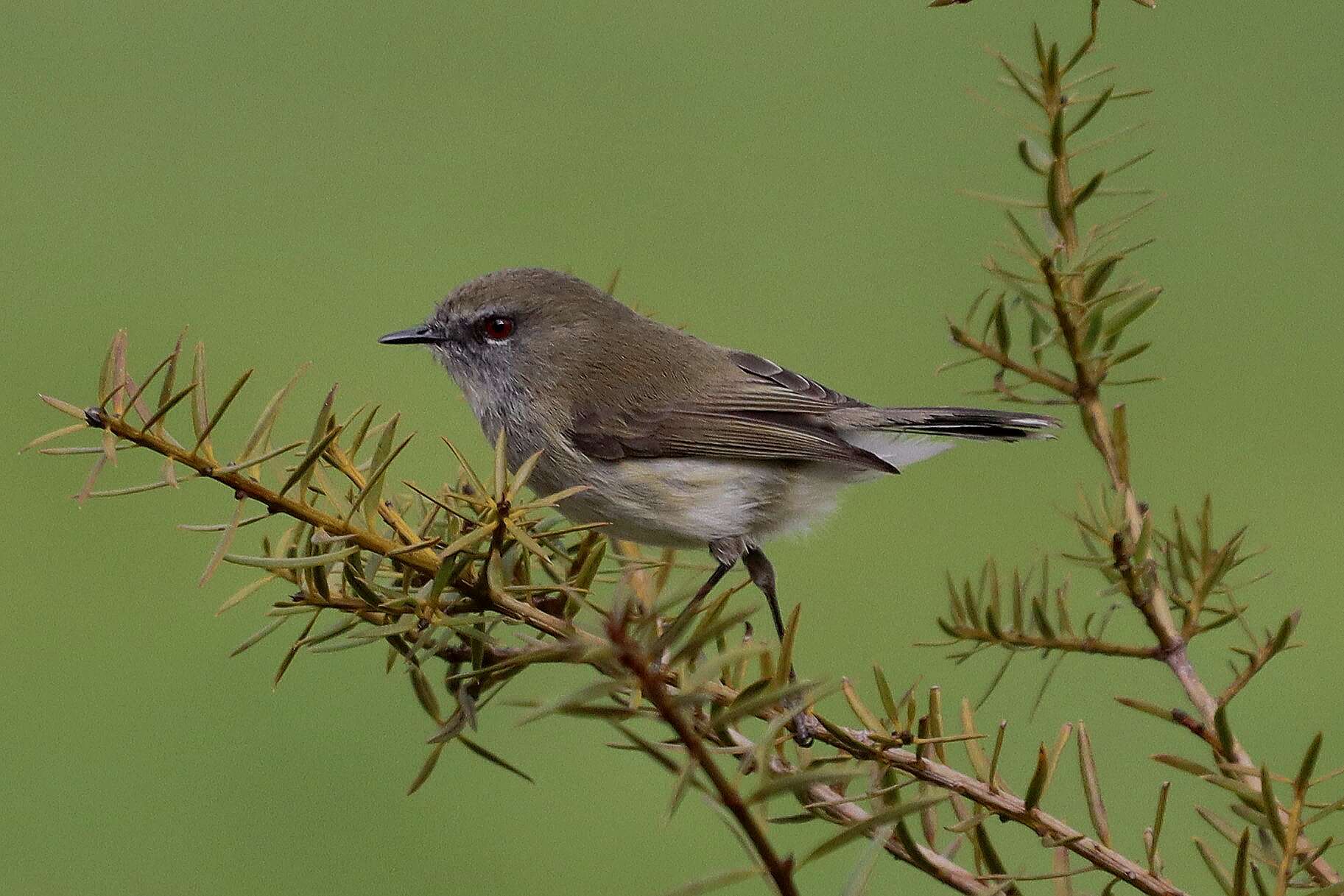 Image of Grey Gerygone