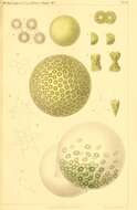 Plancia ëd Halosphaera K. J. F. Schmitz 1878