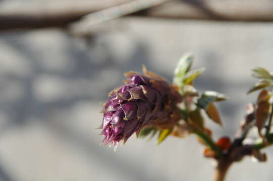 Image of Wisteria brachybotrys Siebold & Zucc.