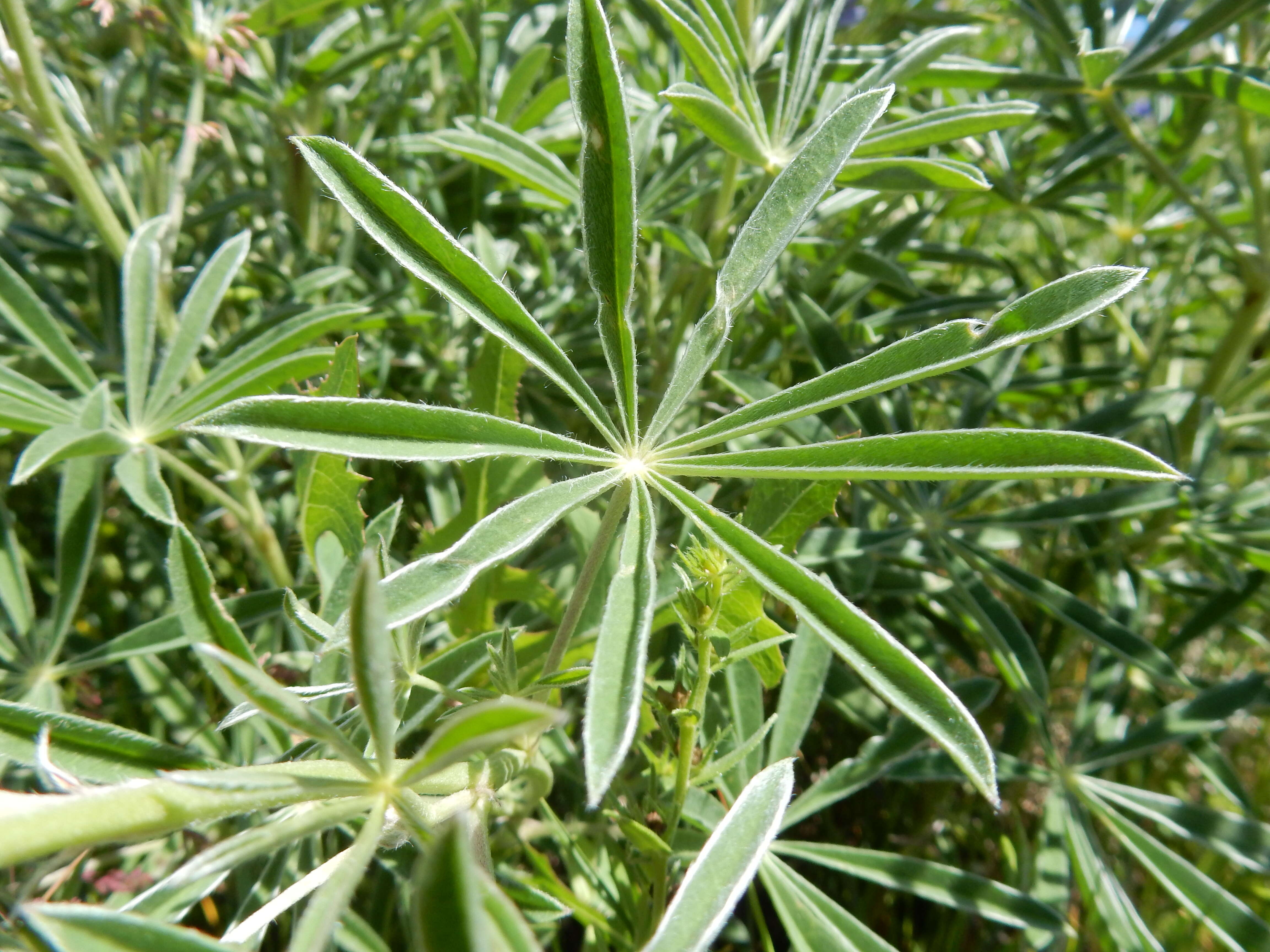 Imagem de Lupinus argenteus Pursh