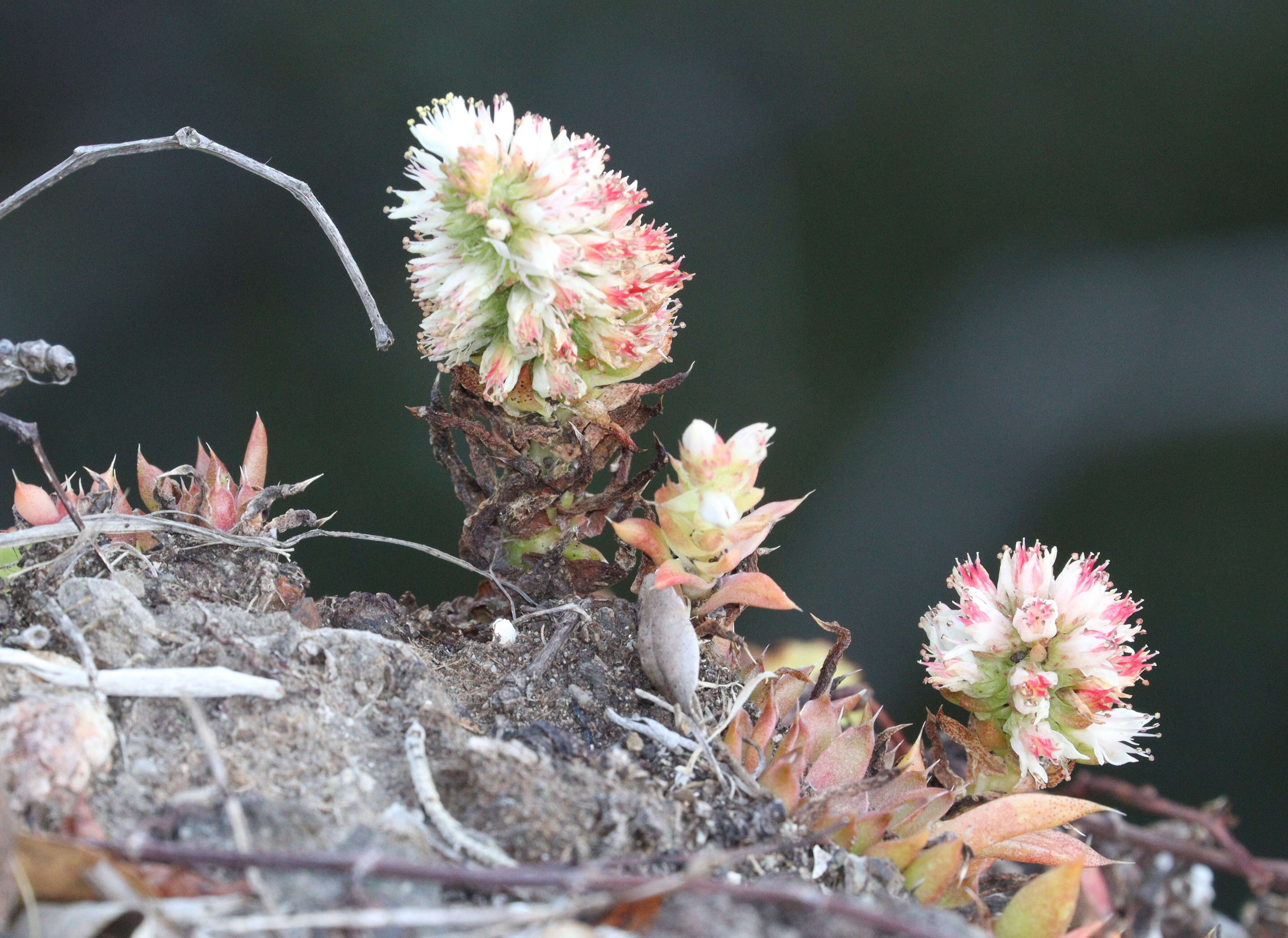 Image of Orostachys japonica A. Berger