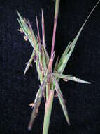 صورة Cymbopogon refractus (R. Br.) A. Camus