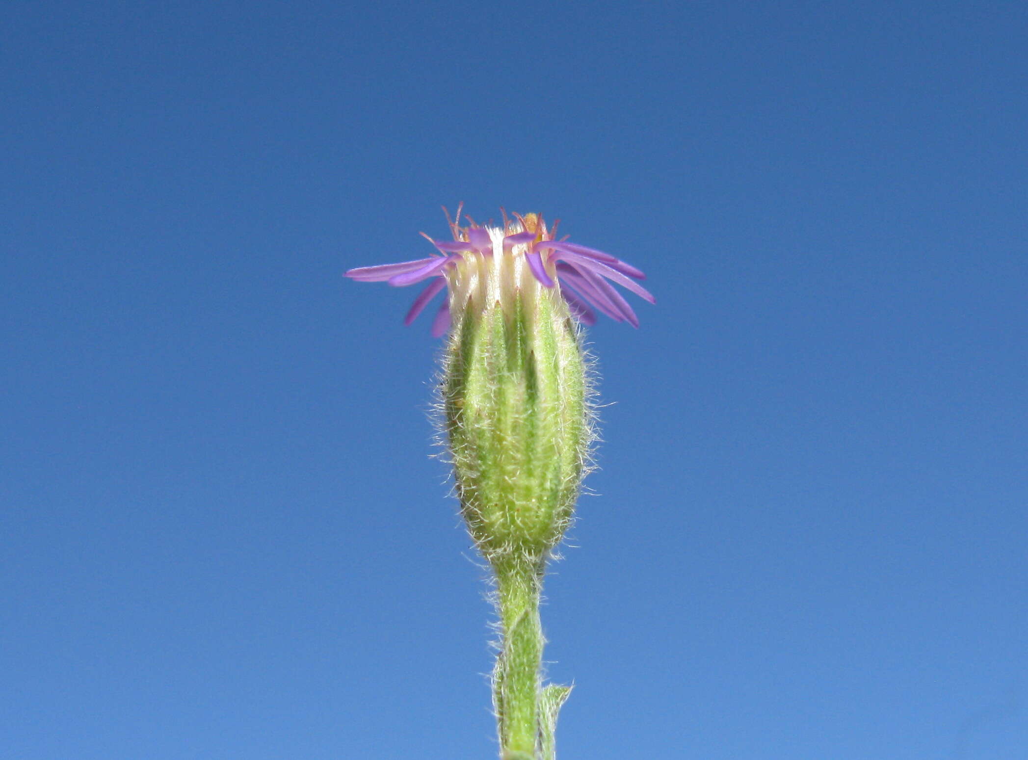 Image of Vittadinia cuneata DC.