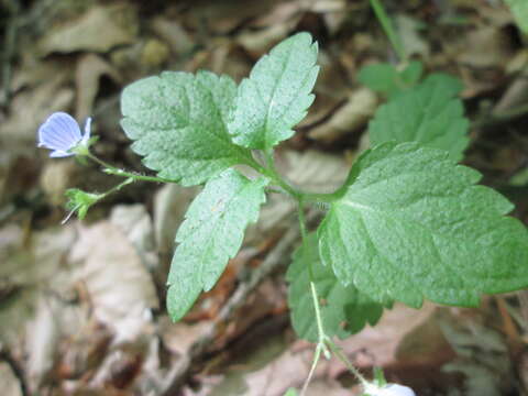 Image of Wood speedwell