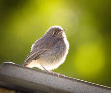 Image of Black Redstart