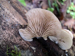 Image of Crepidotus mollis (Schaeff.) Staude 1857