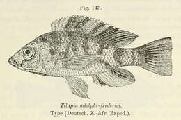 Haplochromis adolphifrederici (Boulenger 1914) resmi