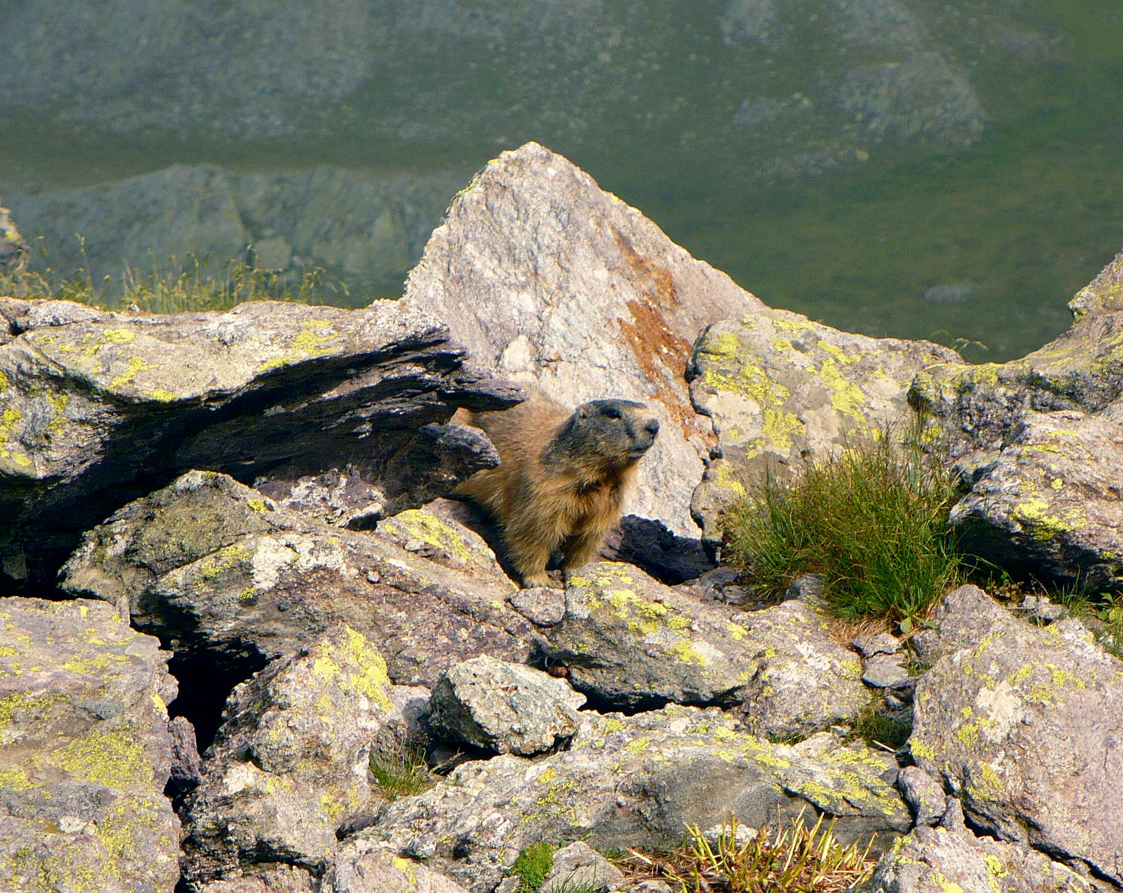 Imagem de Marmota marmota (Linnaeus 1758)