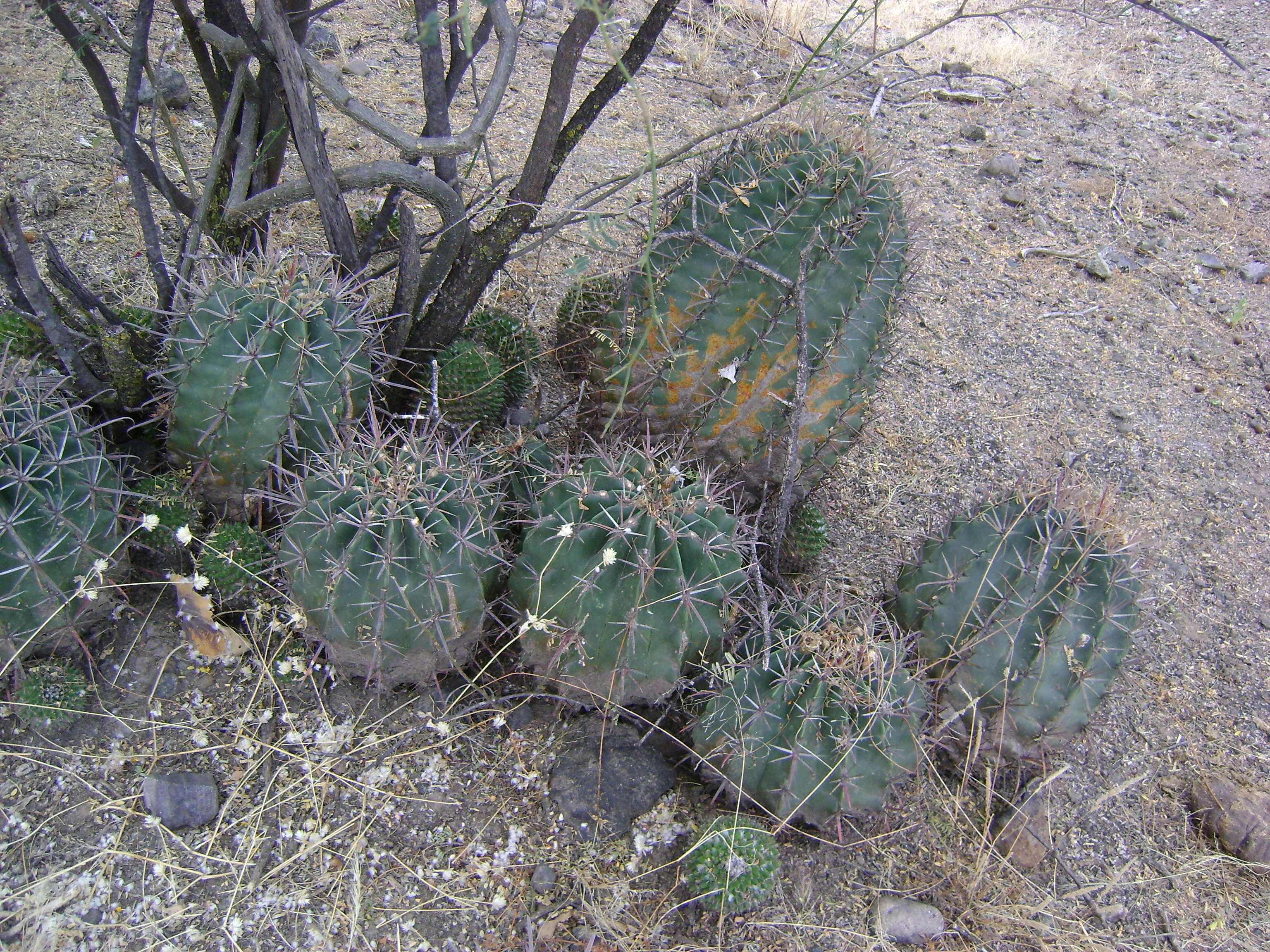 Image of Ferocactus latispinus (Haw.) Britton & Rose