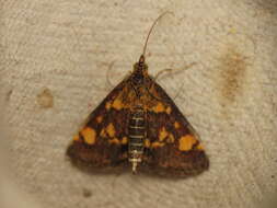 Image of Mint moth