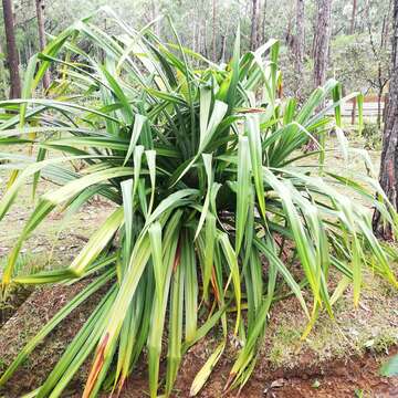 Image of Pandanus glaucocephalus R. E. Vaughan & Wiehe