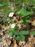 Image of Hautbois Strawberry