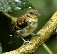 Image of Spotted Antbird