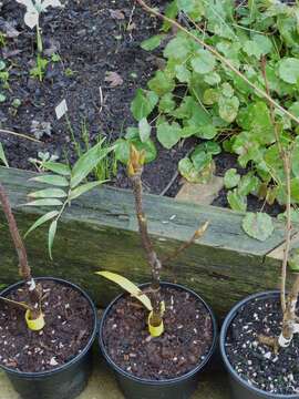 Image of Sorbus insignis (Hook. fil.) Hedl.