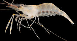 Image of Migrant prawn