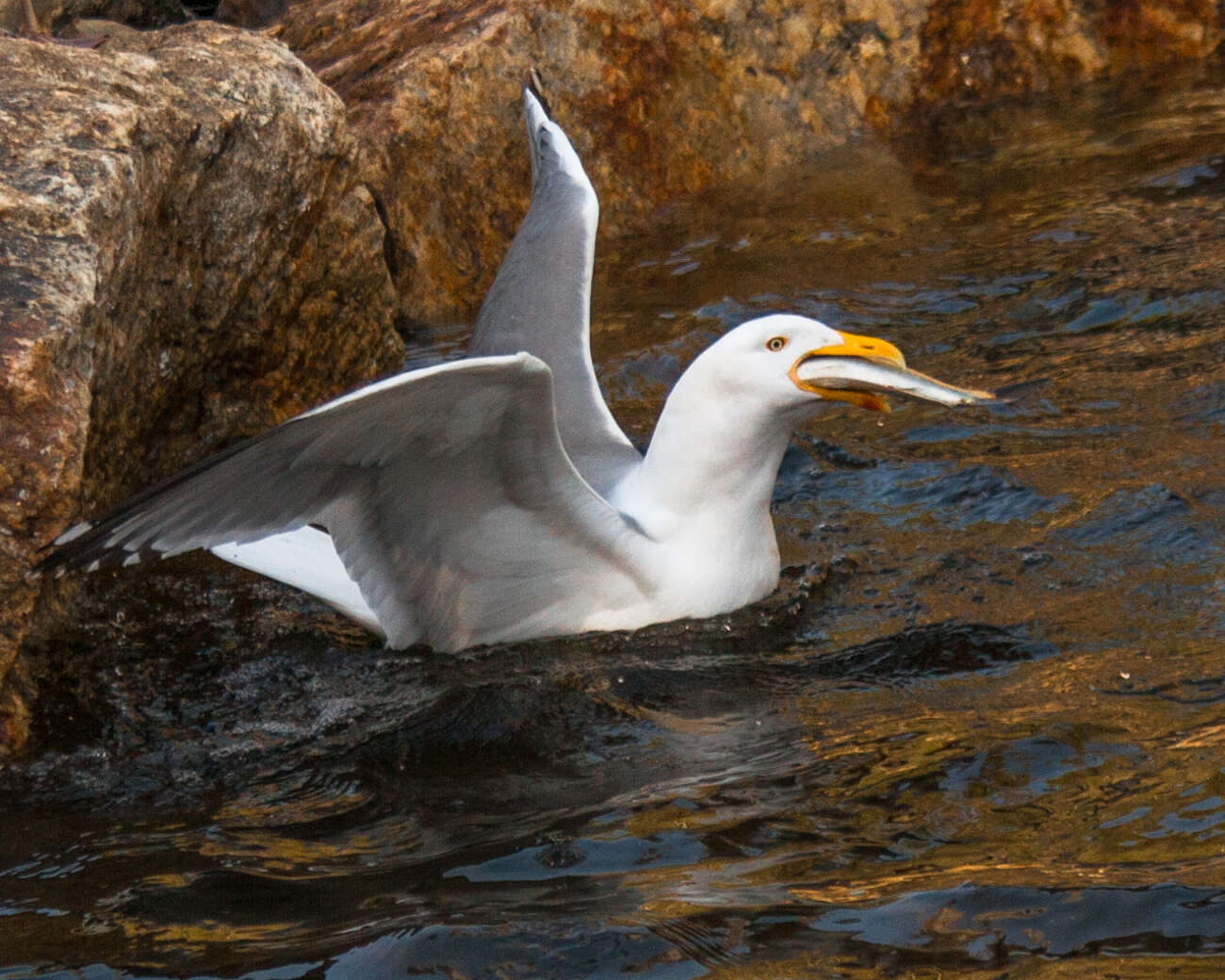 Image of American Herring Gull