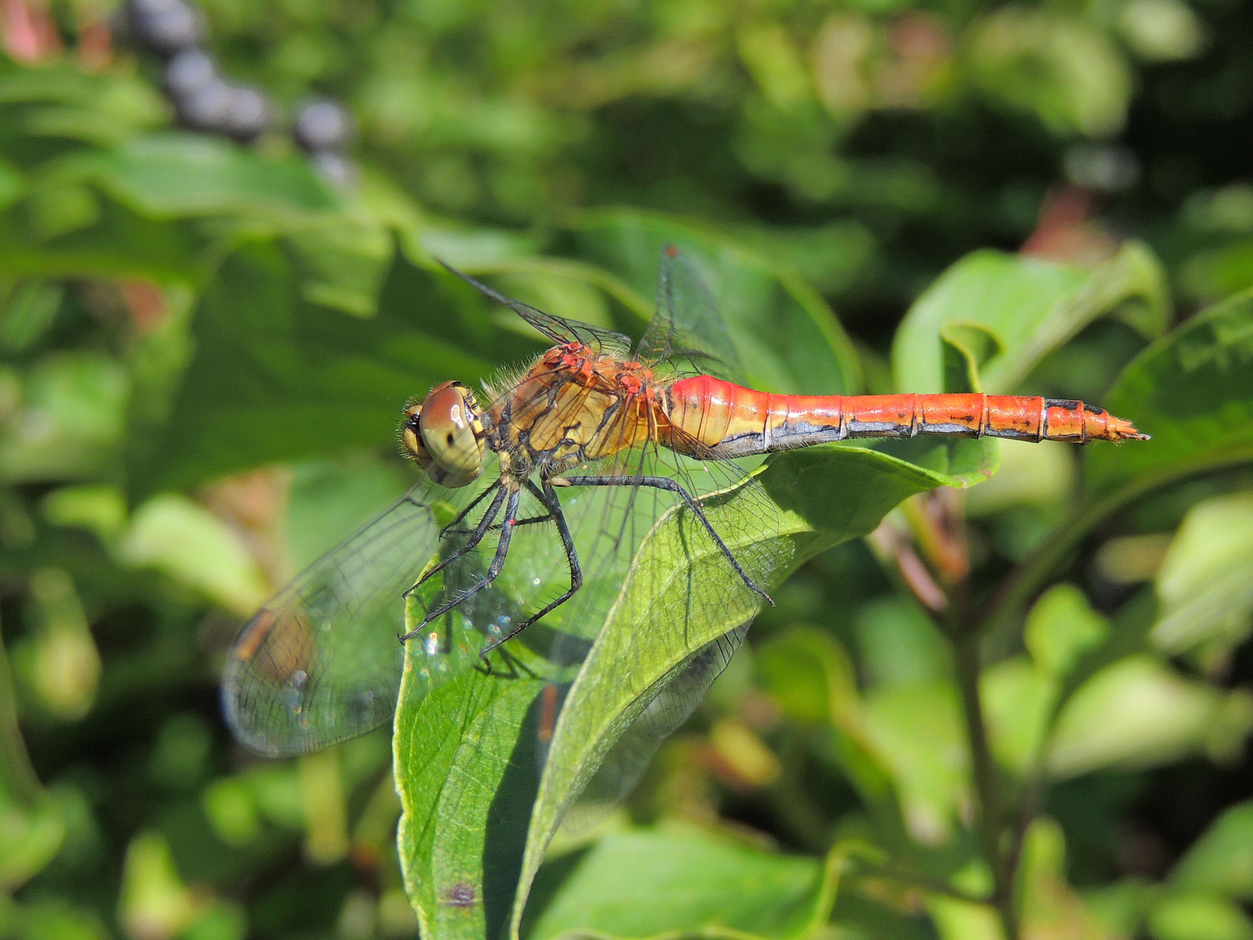 Image of Common Darter