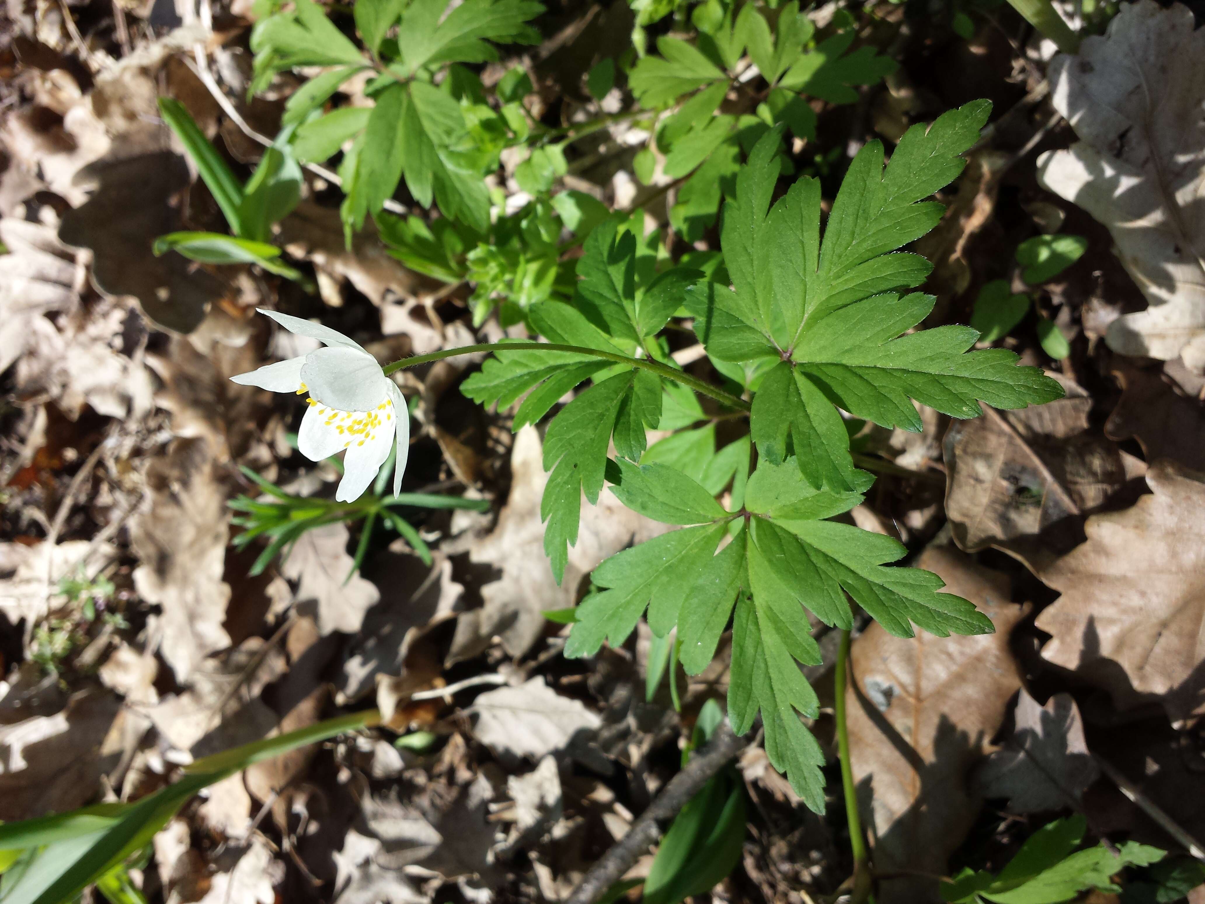 Imagem de Anemone nemorosa L.