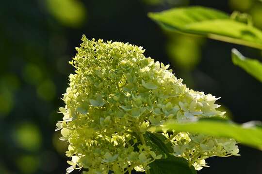 Image of panicled hydrangea