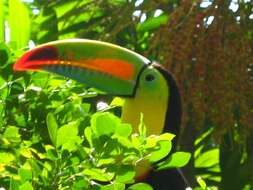 Image of Keel-billed Toucan