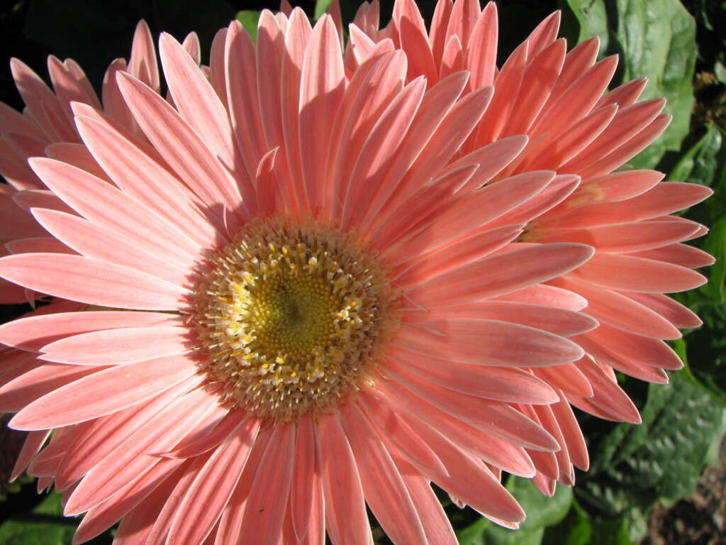 Image of Transvaal daisy