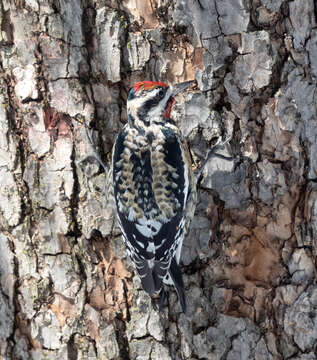 Image of Sapsucker