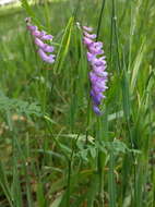 Image of bird vetch