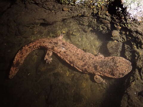 Image of Japanese Giant Salamander