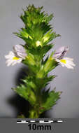 Слика од Euphrasia stricta D. Wolff ex J. F. Lehm.