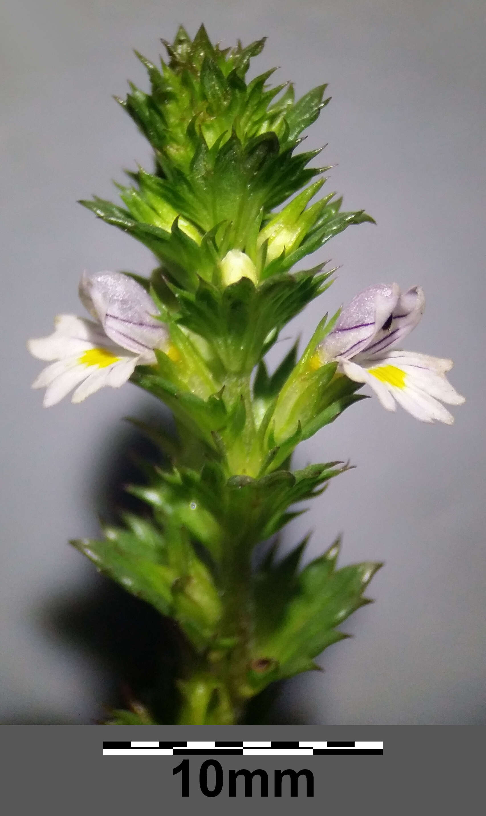 Imagem de Euphrasia stricta D. Wolff ex J. F. Lehm.