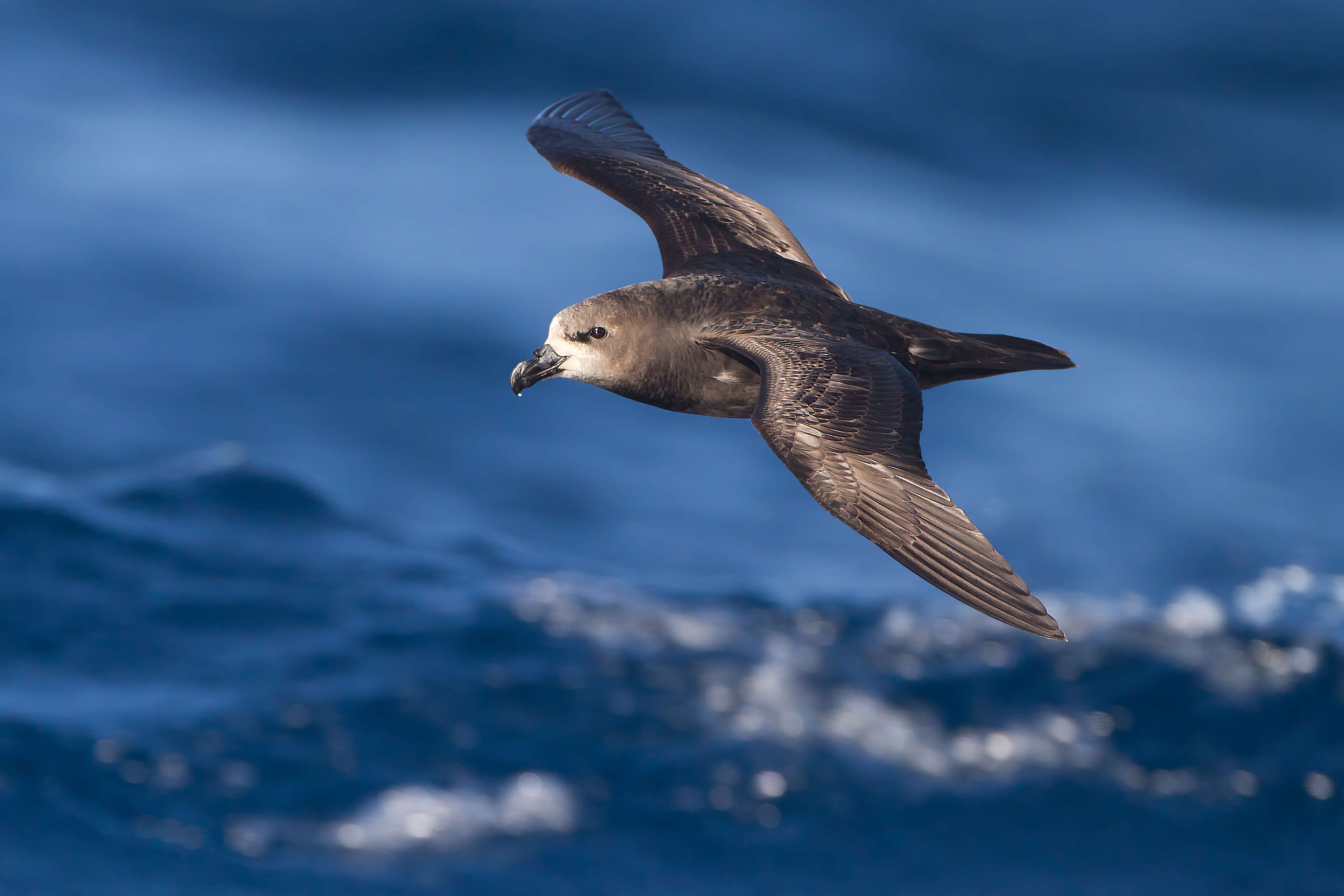 Image of Grey-faced Petrel