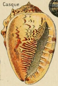 Image of Cassinae Latreille 1825
