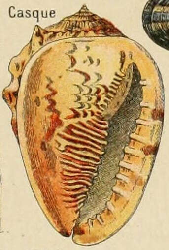 Image of Cassinae Latreille 1825