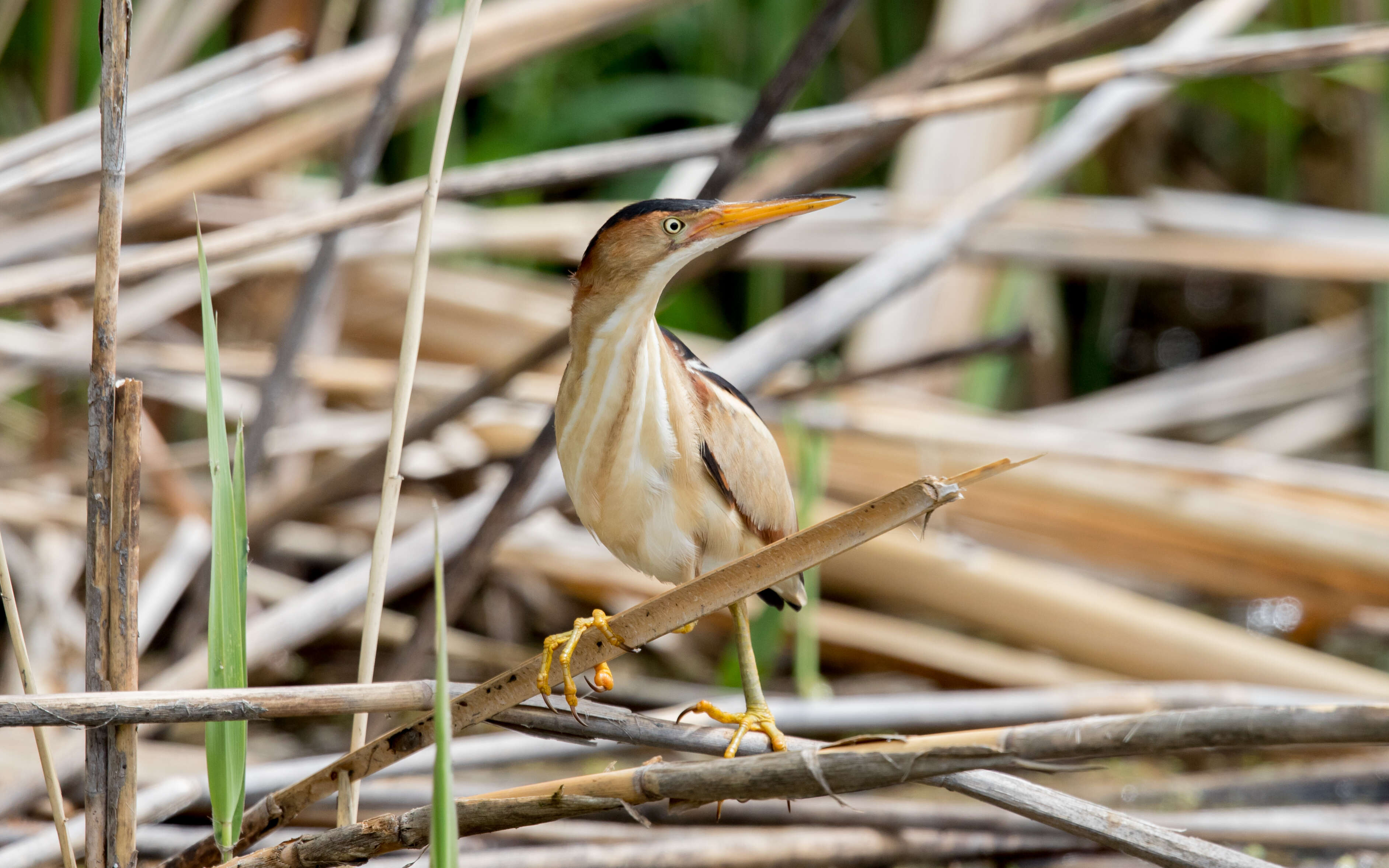 Image of Least Bittern