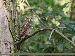 Image of Asian Barred Owlet