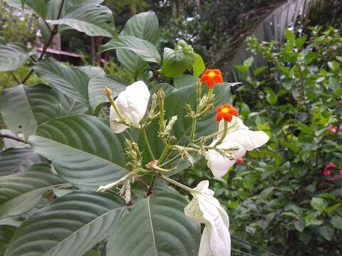 Image of White flag bush