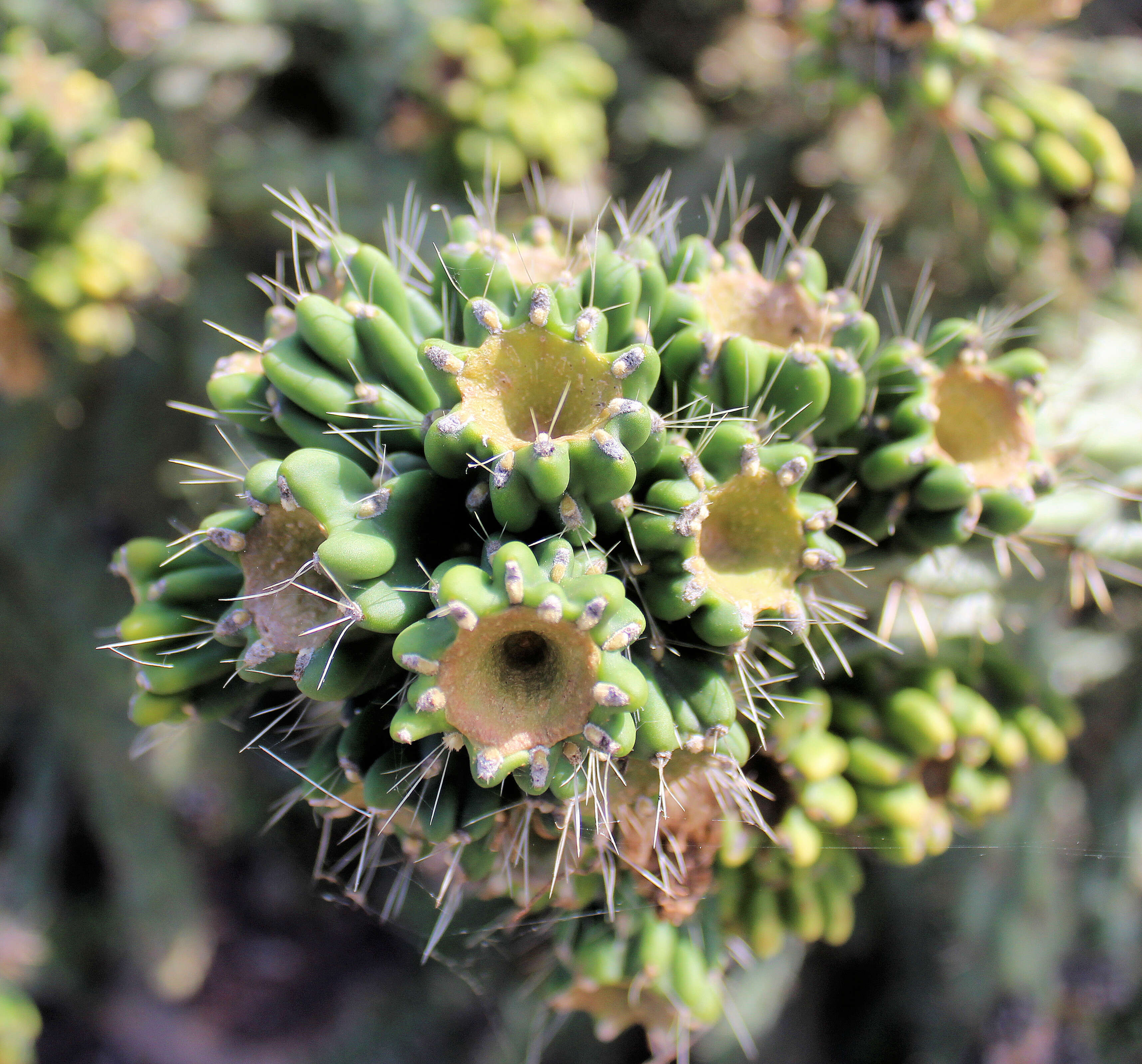 Image de Cylindropuntia imbricata (Haw.) F. M. Knuth