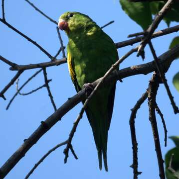 Image of Yellow-chevroned Parakeet