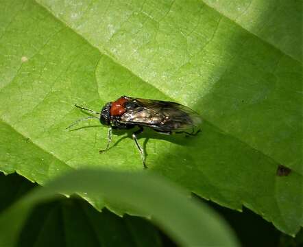 Image of Alder Sawfly