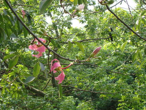 Image of ceiba