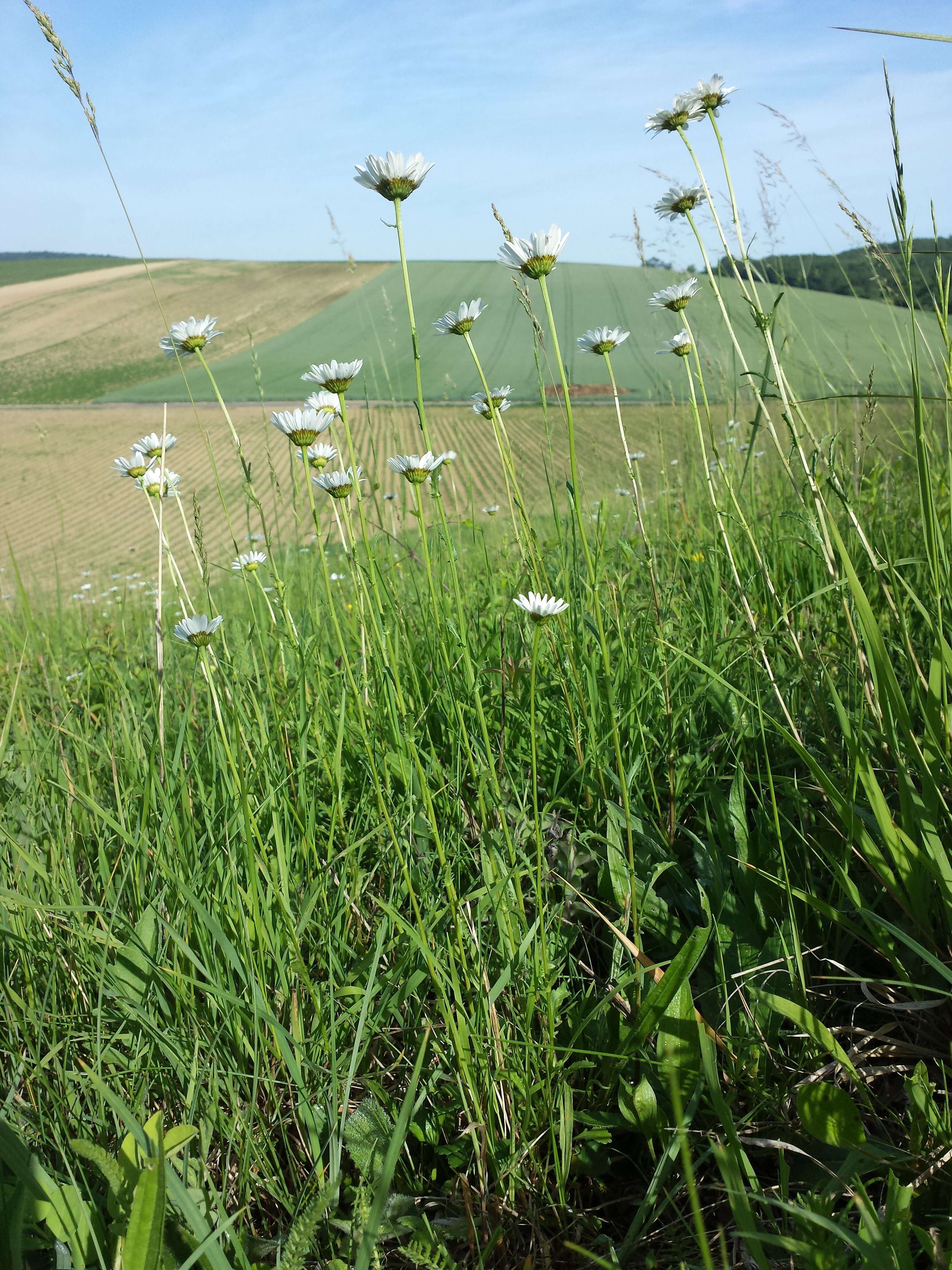 Image of Oxeye Daisy