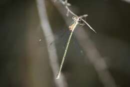 Image of Lestes temporalis Selys 1883